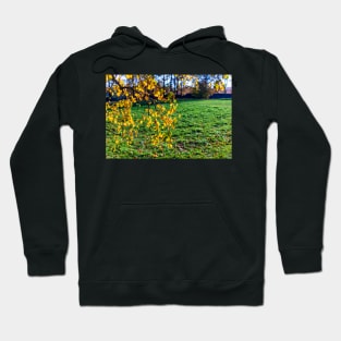 Yellow birch leaves in autumn season with green grass background Hoodie